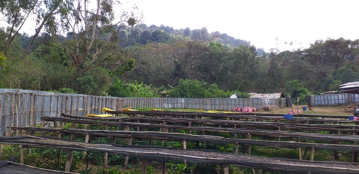 Ethiopia Gidami Asikana