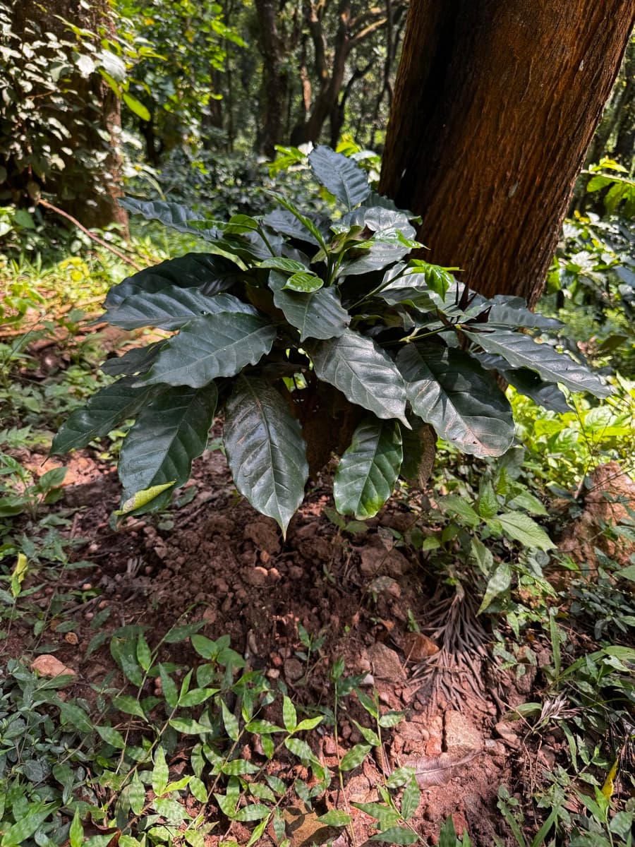 India Kerala Wayanad
