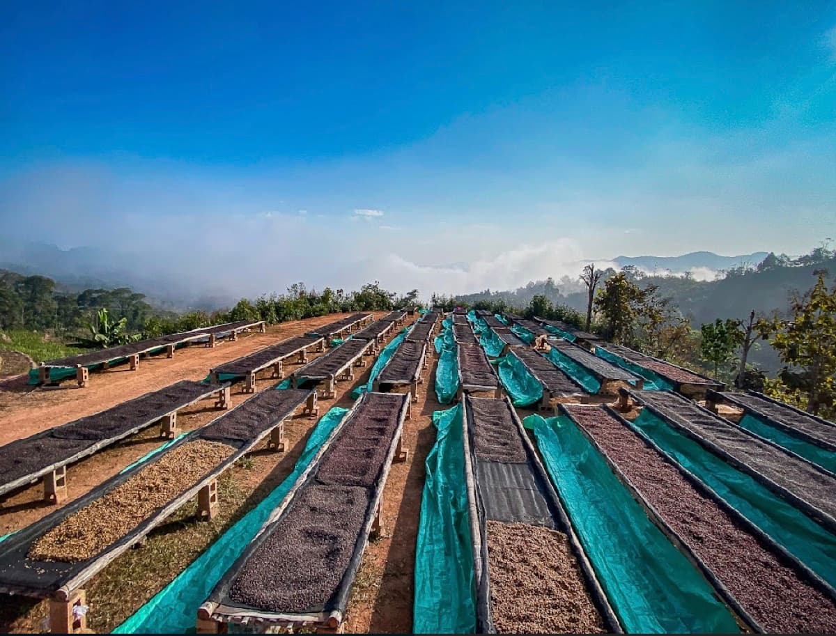Yunnan Xishuangbanna Guiben 2x
